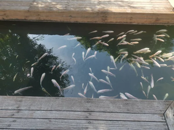 飼育されている鯉の群れ — ストック写真