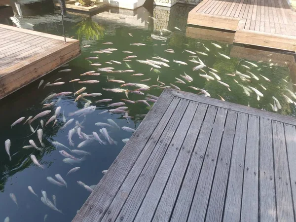 Cardumen Peces Koi Japoneses Criados — Foto de Stock