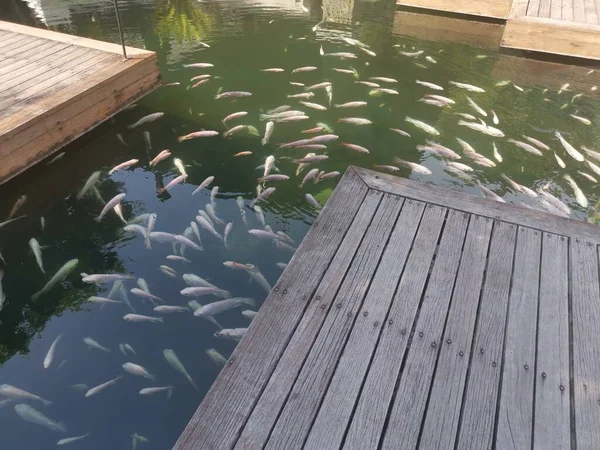 飼育されている鯉の群れ — ストック写真