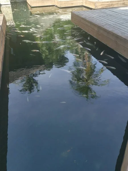 Cardumen Peces Koi Japoneses Criados — Foto de Stock