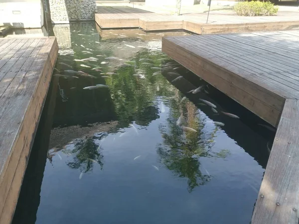 Shoal Reared Japanese Koi Fishes — стоковое фото