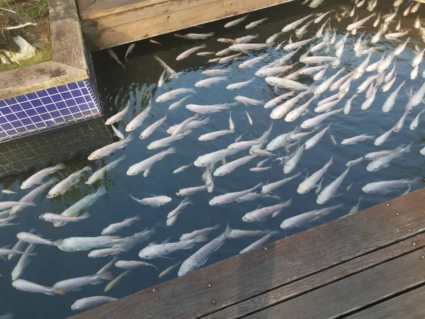 Cardumen Peces Koi Japoneses Criados — Foto de Stock