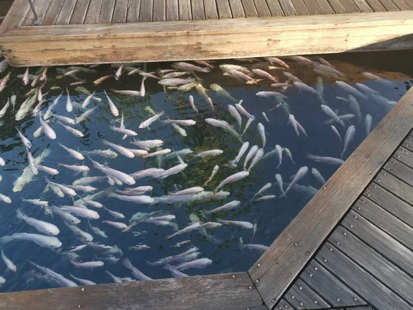 Shoal Reared Japanese Koi Fishes — Stockfoto