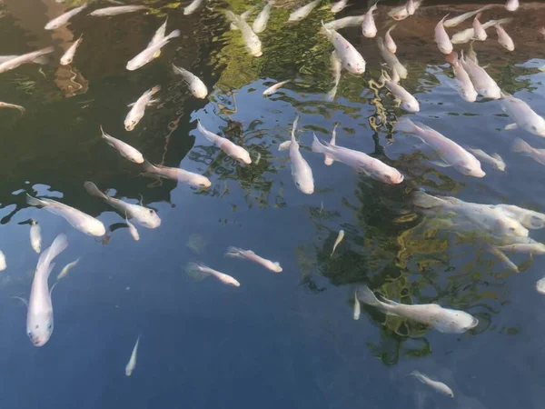 Shoal Reared Japanese Koi Fishes — ストック写真
