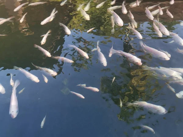 Shoal Reared Japanese Koi Fishes — Stockfoto