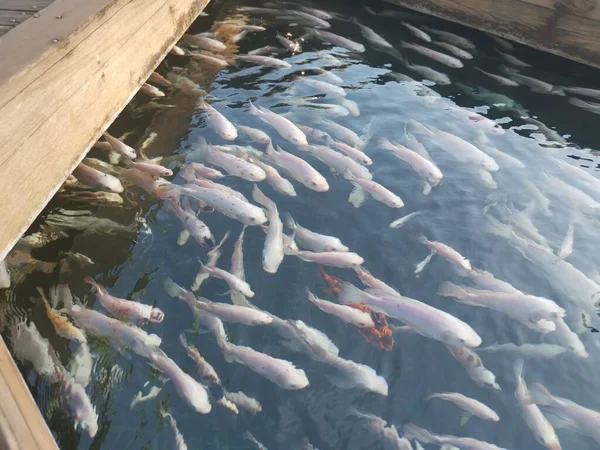 Sekumpulan Ikan Koi Jepang Yang Dipelihara — Stok Foto