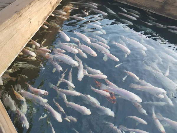 Shoal Reared Japanese Koi Fishes — Fotografia de Stock