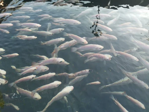 Shoal Reared Japanese Koi Fishes — ストック写真