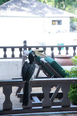 image of an Oriental Pied Hornbill