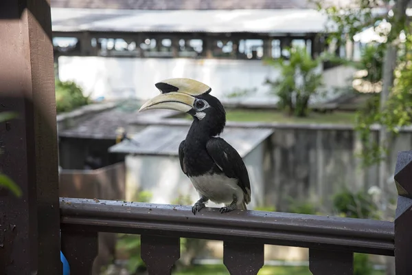 Image Oriental Pied Hornbill — стокове фото