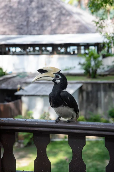 Image Oriental Pied Hornbill — стокове фото