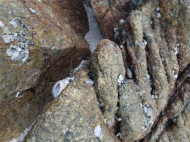 Seashell Fossil Stick or Cover the surface of Rock or boulder Stone