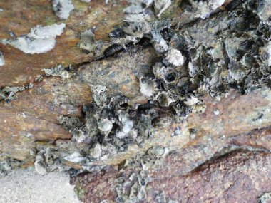 Seashell Fossil Stick or Cover the surface of Rock or boulder Stone