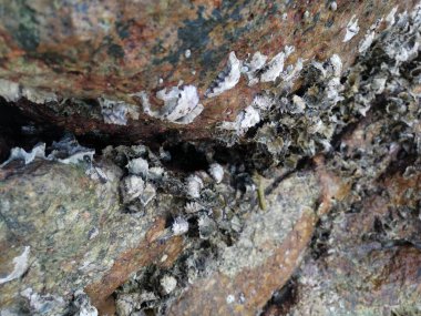 Seashell Fossil Stick or Cover the surface of Rock or boulder Stone