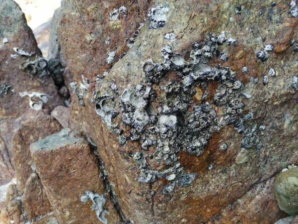 Seashell Fossil Stick Cover Surface Rock Boulder Stone — Zdjęcie stockowe