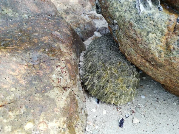 Seashell Fossil Stick Cover Surface Rock Boulder Stone — Fotografia de Stock