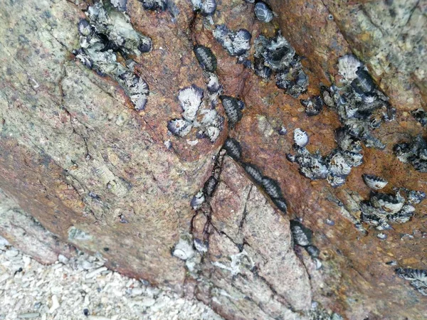 Seashell Fossil Stick Cover Surface Rock Boulder Stone — Stock fotografie