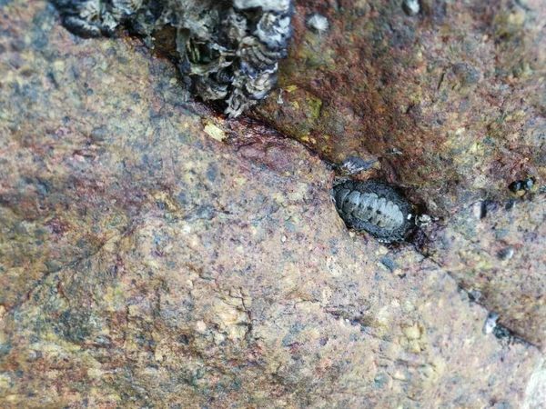 Seashell Fossil Stick Cover Surface Rock Boulder Stone — Stock fotografie