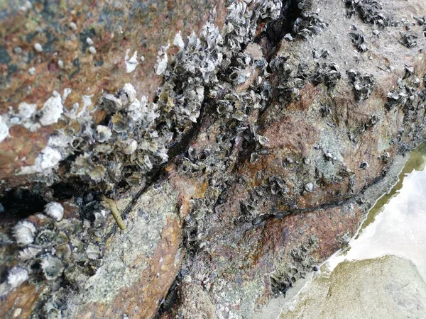 Seashell Fossil Stick Cover Surface Rock Boulder Stone — Stock fotografie