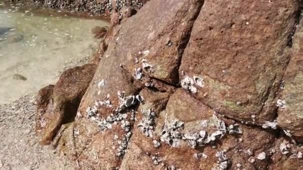 Pemandangan Batu Granit Dekat Pantai — Stok Video