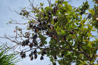 lookup tree top full of hanging island flying fox.