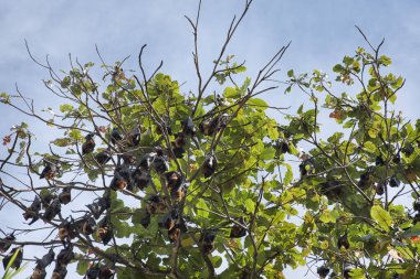 lookup tree top full of hanging island flying fox.