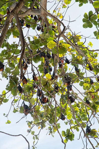 Пошук Дерева Зверху Повний Висячого Острова Літаючої Лисиці — стокове фото