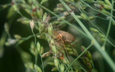 close shot of the Ellipsidion humerale