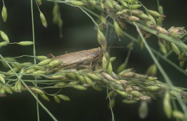Ellipsidion humeralinin yakın çekimi.