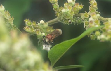 close shot of the small black chalcidid wasp 