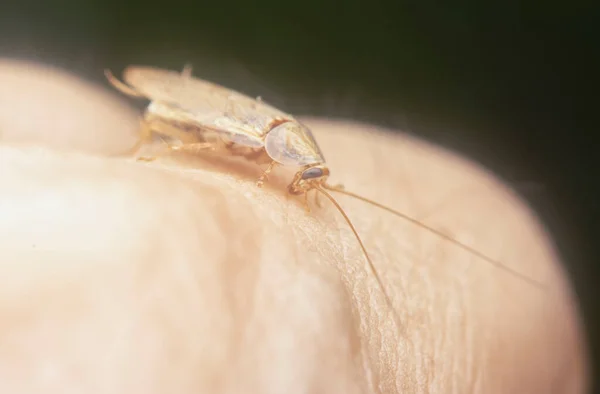 Close Shot Ellipsidion Humerale — Fotografia de Stock