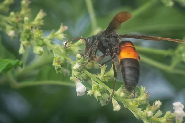 Close Black Hornet Bee Flying Flora — Photo