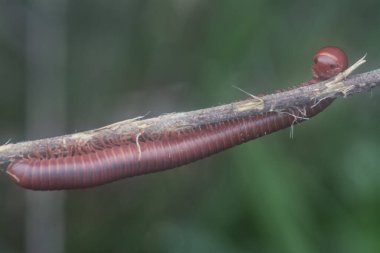 red Trigoniulus corallinus climbing on the dried stem.