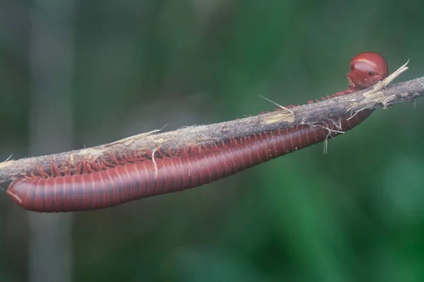 Red Trigoniulus Corallinus Climbing Dried Stem — Zdjęcie stockowe