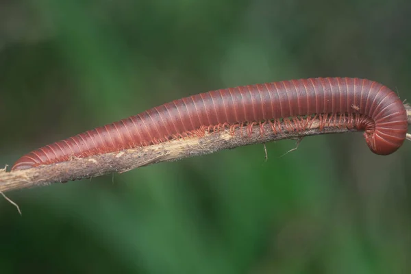 Rode Trigoniulus Corallinus Klimmend Gedroogde Stengel — Stockfoto