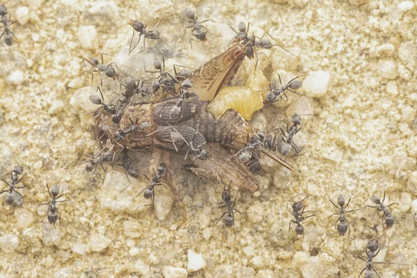 Tiny Black Ants Feeding Dead Housefly — Stok Foto