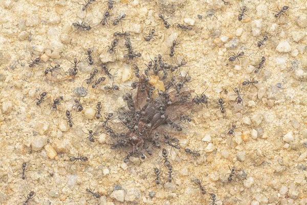 Tiny Black Ants Feeding Dead Housefly — Stok Foto