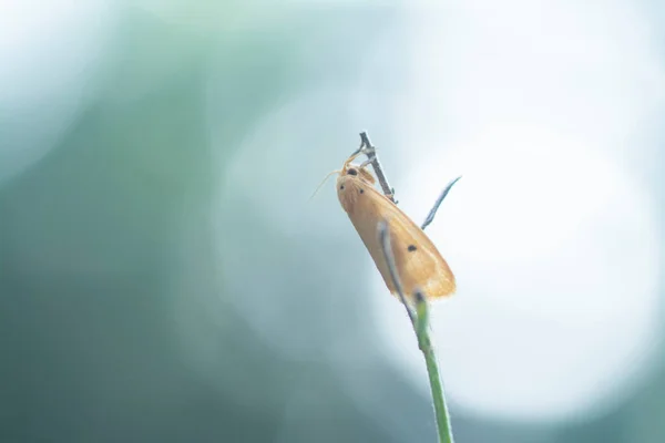 Cyana Flavalba Moth Perching Tips Stem — Zdjęcie stockowe