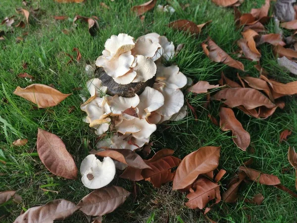 Inedible Wild White Wood Mushrooms Grass — ストック写真