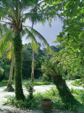 Parktaki vahşi yeşil ağaçların manzarası