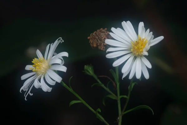 Blanc Minuscule Mer Aster Fleur — Photo