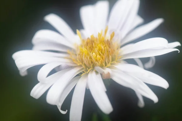 Blanc Minuscule Mer Aster Fleur — Photo