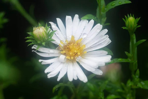 Branco Minúsculo Mar Aster Flor — Fotografia de Stock