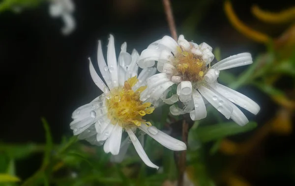 Bianco Piccolo Fiore Aster Mare — Foto Stock