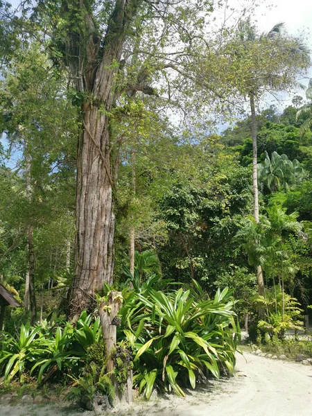 Paisaje Árboles Verdes Silvestres Parque — Foto de Stock