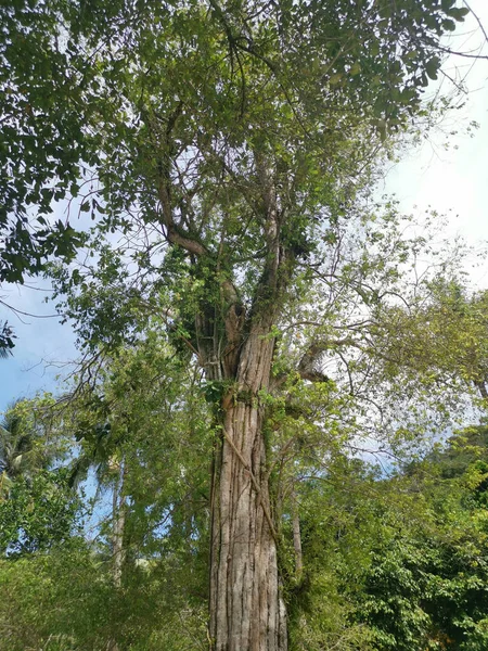 Paisagem Árvores Verdes Selvagens Parque — Fotografia de Stock