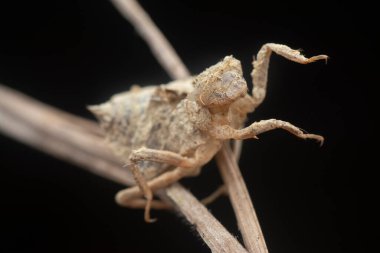 Kurumuş kahverengi böcek derisi kabuk değiştirmiş.