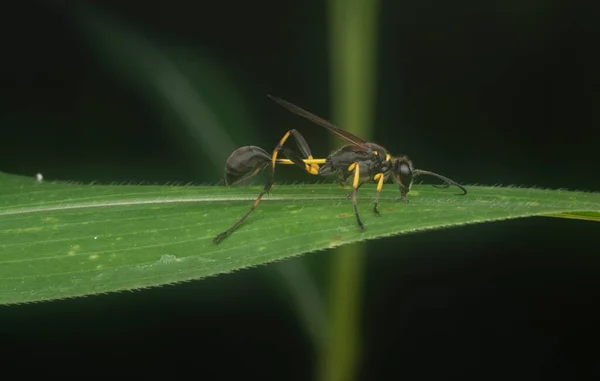 Close Asian Paper Wasp — Stock Photo, Image