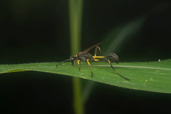 Close Asian Paper Wasp — Stock Photo, Image