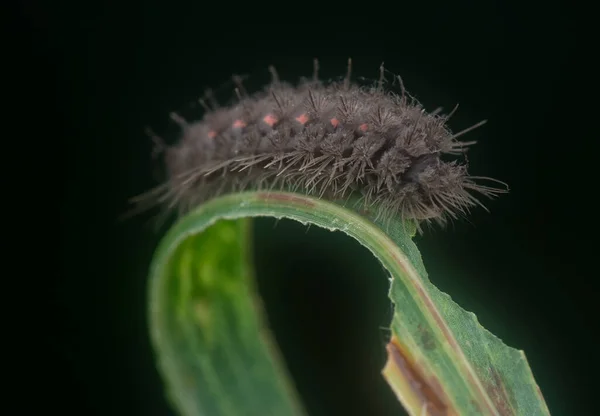 the brown colored moth caterpillar species.